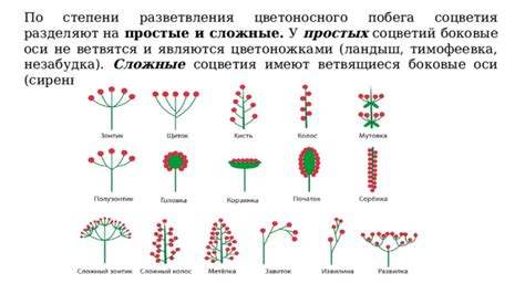 Что такое соцветие у растений и как оно выглядит