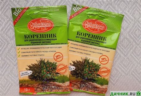 Шаги по восстановлению здоровья корней: пошаговая инструкция для садоводов