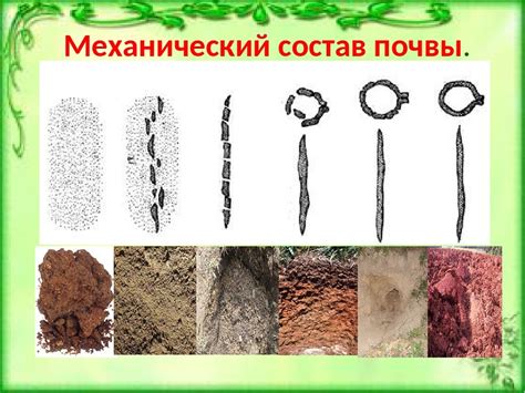 Шаг 1: Определение подходящей площади и почвы для морковной автофермы