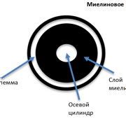 Шаг 1: Формирование аккуратного узла на вершине головы