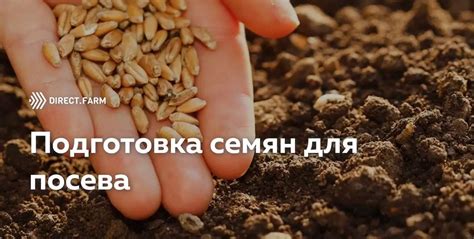 Шаг 2: Приобретение семян пшеницы и выбор оптимальных сортов