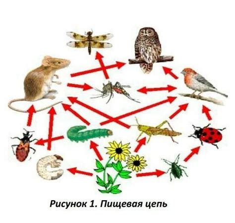 Шаг 4: Размещение санитарного элемента в экосистеме