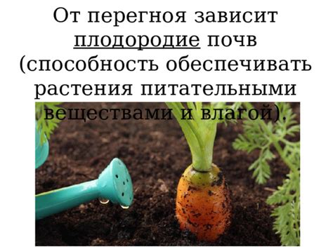 Шаг 7: Регулярное обеспечение влагой и питательными веществами для растений