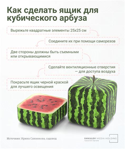 Экспертные рекомендации для выбора арбуза без косточек: советы от специалистов
