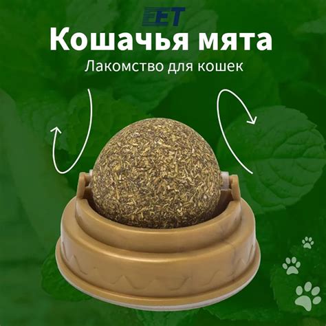 Экспертные советы по эффективному использованию кошачьей мяты для когтеточки