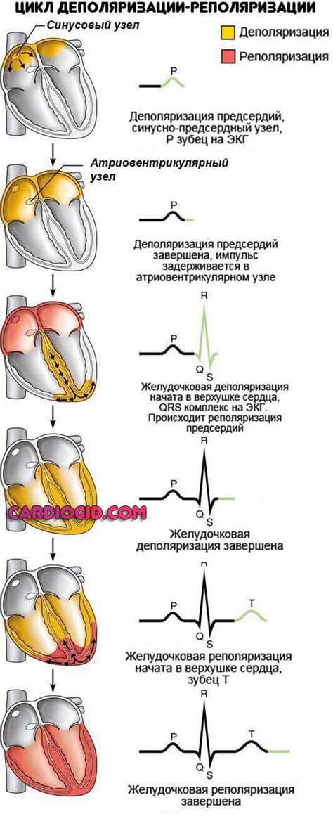 Электролитные смещения в клетках миокарда как источник диффузной нестабильности реполяризации