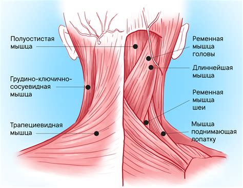 Эмоциональное напряжение и сжатие мышц головы