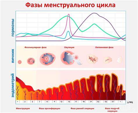 Эмоциональное состояние на 24-м дне менструального цикла
