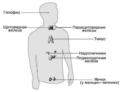 Эндокринные процессы, регулирующие жажду у китавы: сущность и взаимосвязи
