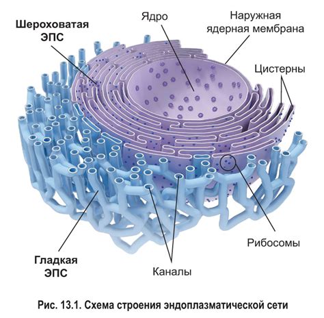 Эндоплазматическая сеть: важнейшая фабрика и эффективный канал транспорта белков