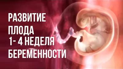 Этапы развития эмбриона без внешнего питания
