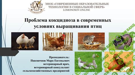Этапы создания автоматического устройства для выращивания птиц