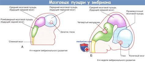Этапы формирования узорчатой сети сосудов головного мозга в организме