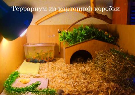 Этап 1: Подготовка террариума и материалов