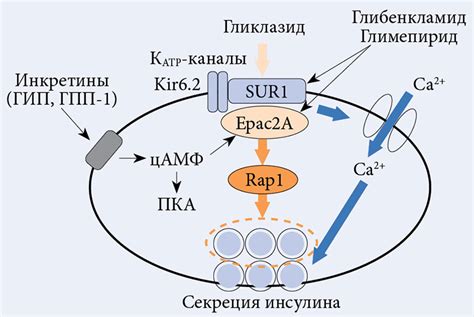 Эффективность гликлазида