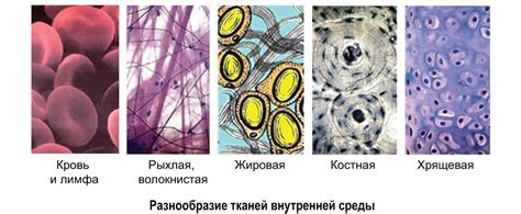 Эффективные методы очистки различных видов тканей от остатков гуаши