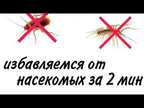 Эффективные советы от профессионалов по борьбе с нежелательными насекомыми в вашем доме