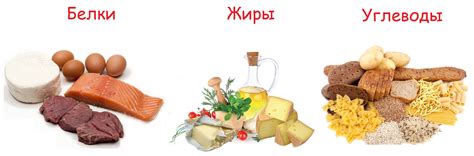  Белки, углеводы и жиры: Сбалансированное питание для укрепления иммунитета 