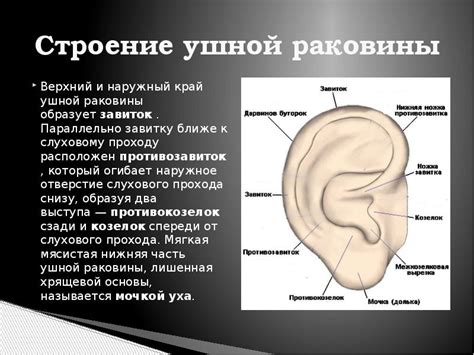  Важность точного измерения размера ушной раковины 
