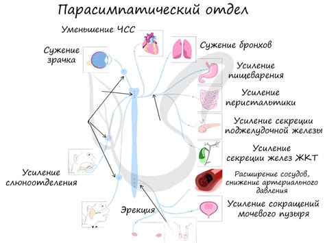  Влияние нервной системы на возникновение ощущения покалывания иголками 