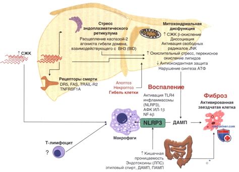  Влияние ожирения на функцию дыхательной системы 