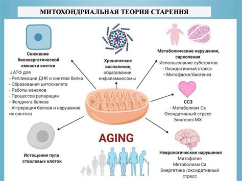  Воздействие окружающей среды на процесс старения кожи 