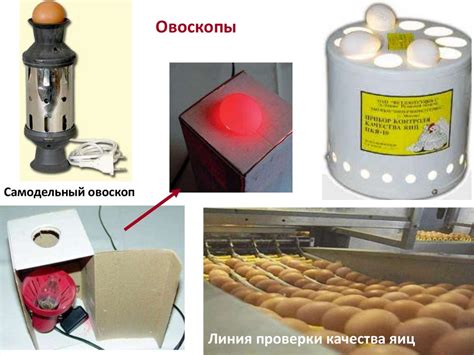  Использование источника света для определения свежести яйца 