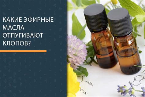  Использование эфирных масел в борьбе с ринитом: принцип действия 
