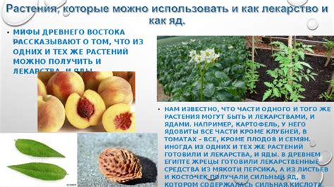  История применения древнего средства из растения с аэргономическим видом
