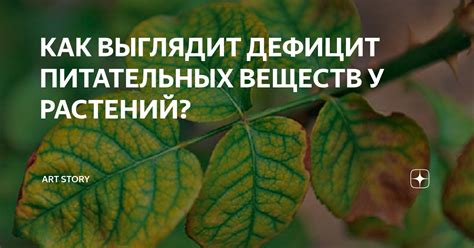  Как компенсировать дефицит питательных веществ после перебора алкоголя
