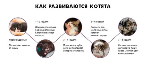  Как узнать возраст котенка по его внешности: основные признаки 
