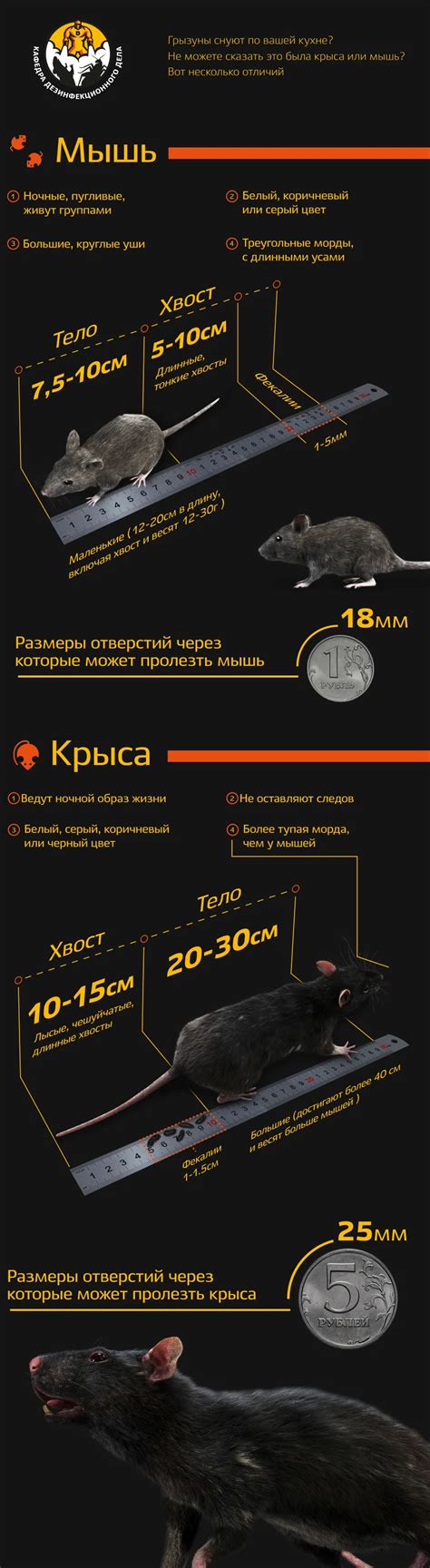  Множество бегущих мышей или крыс в сновидениях: разбор сновидений и их значения 