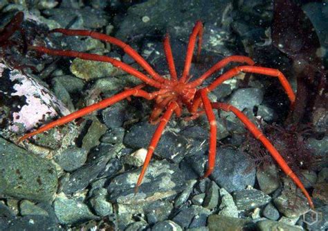  Морской скат: таинственный обитатель глубин морей 
