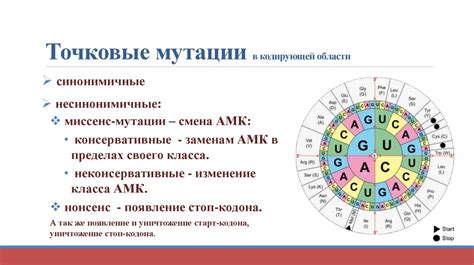  Мутации и их роль в сохранении однообразия генетической информации 
