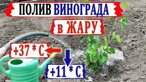  Оптимальная температура воды для полива 