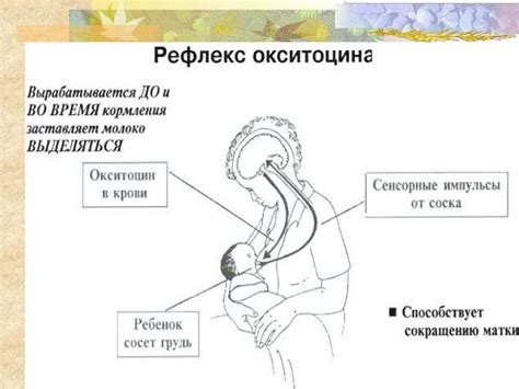  Оптимальные подходы и советы по грудному вскармливанию для повышения продукции молока 