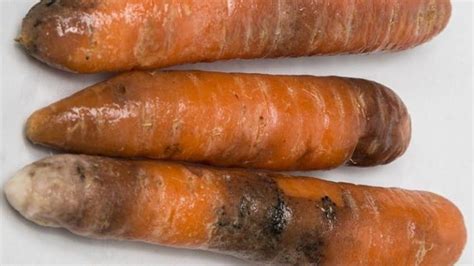 Основные меры по борьбе с заболеваниями и вредителями при повторной культивации моркови 