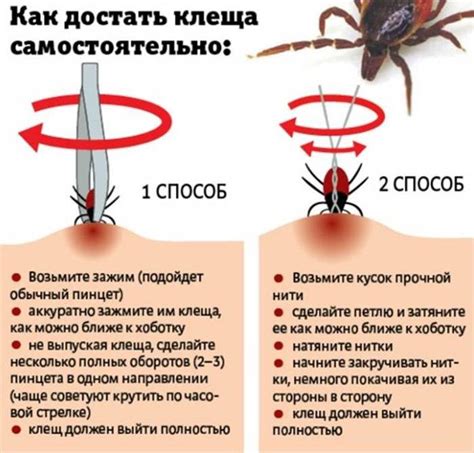  Основные признаки заболевания энцефалитным клещом 
