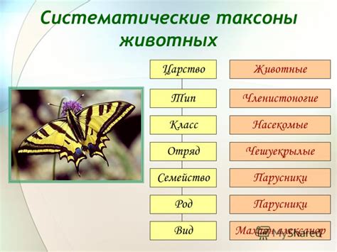  Открытие и описание множества видов растений и животных 