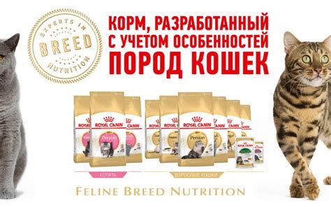  Подготовка к экспресс-проверке здоровья вашей кошки: важные этапы и рекомендации
