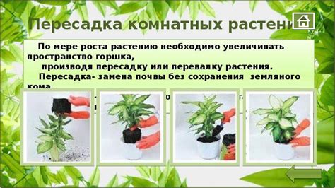  Правильная трансплантация гераней: секреты удачной пересадки цветов
