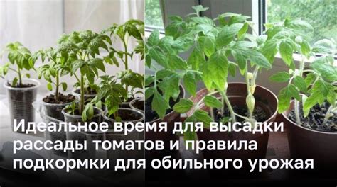  Правильные методы посадки томатов в оранжерее: оптимальное время и правильная техника