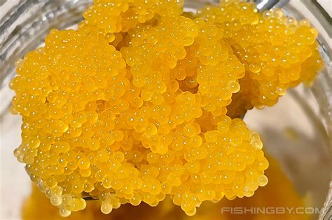  Приготовление щучьей икры: роль и применение тузлука 