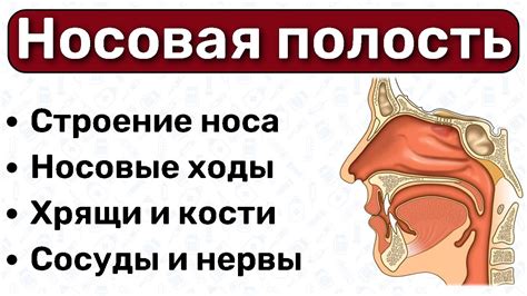  Прием медикаментов для уменьшения отделяемого из полости носа 