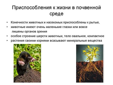  Приспособление к условиям обитания: роль анатомии шеи для кролика 