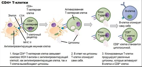  Причины и последствия низкого баланса между клетками CD4 и CD8 в организме 