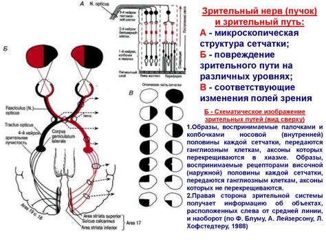  Проблема 1: неправильное отключение зрительного органа и нечеткость физического облика 