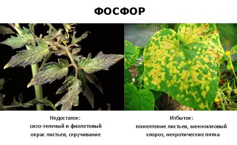  Противостояние вредителям и болезням растений в помещении 
