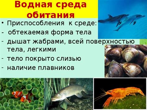  Различия в ареале обитания и местах обитания 