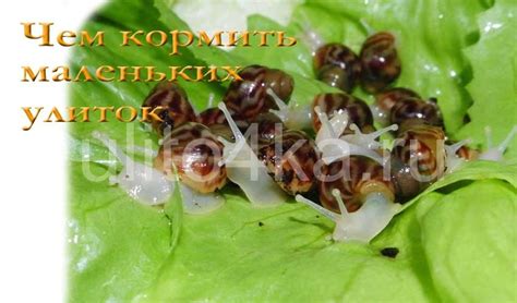  Рацион улиток: важность включения мясных кормов
